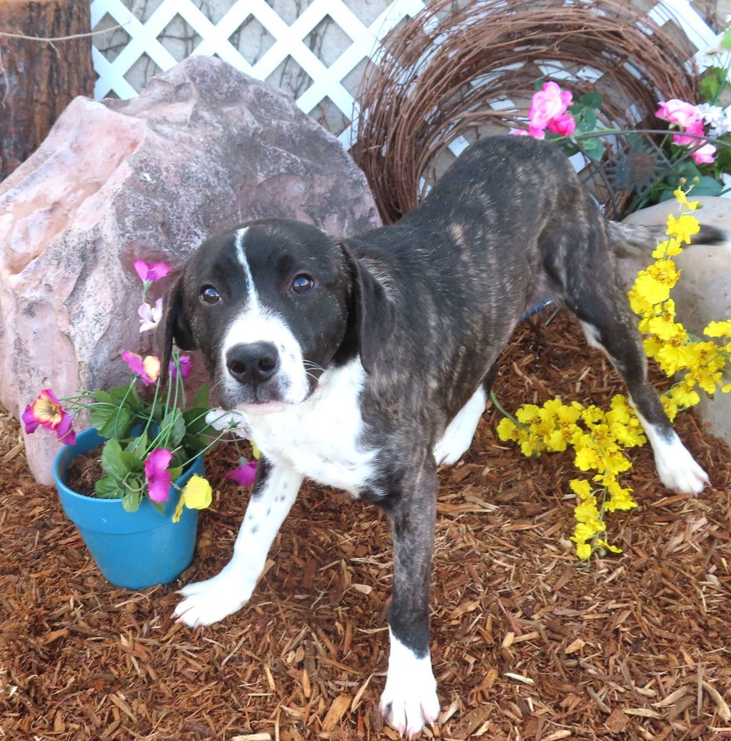 SAMMY 425416 CuteBrindlePUP! 3