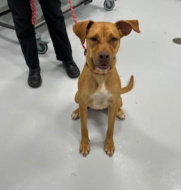 Sugar, Adoptable, Young Female Vizsla.