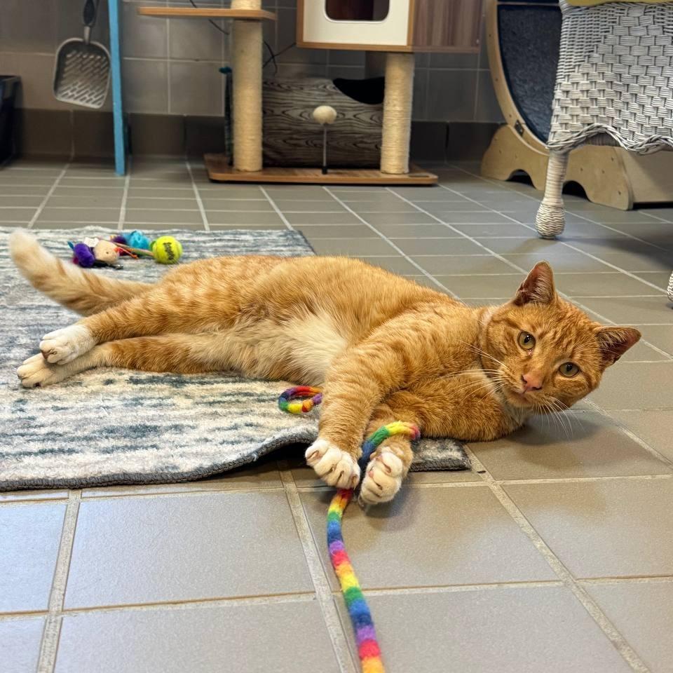 Sam, a Adoptable Domestic Short Hair in New York, NY image 2/6