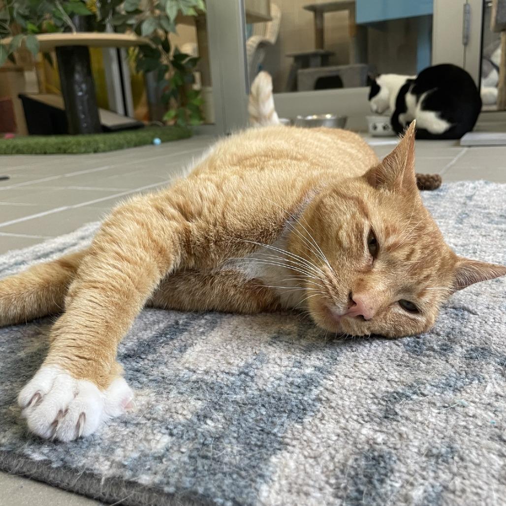 Enlarge Sam, a Adoptable Domestic Short Hair in New York, NY image 5/6