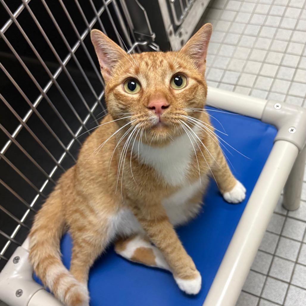 Sam, a Adoptable Domestic Short Hair in New York, NY image 6/6