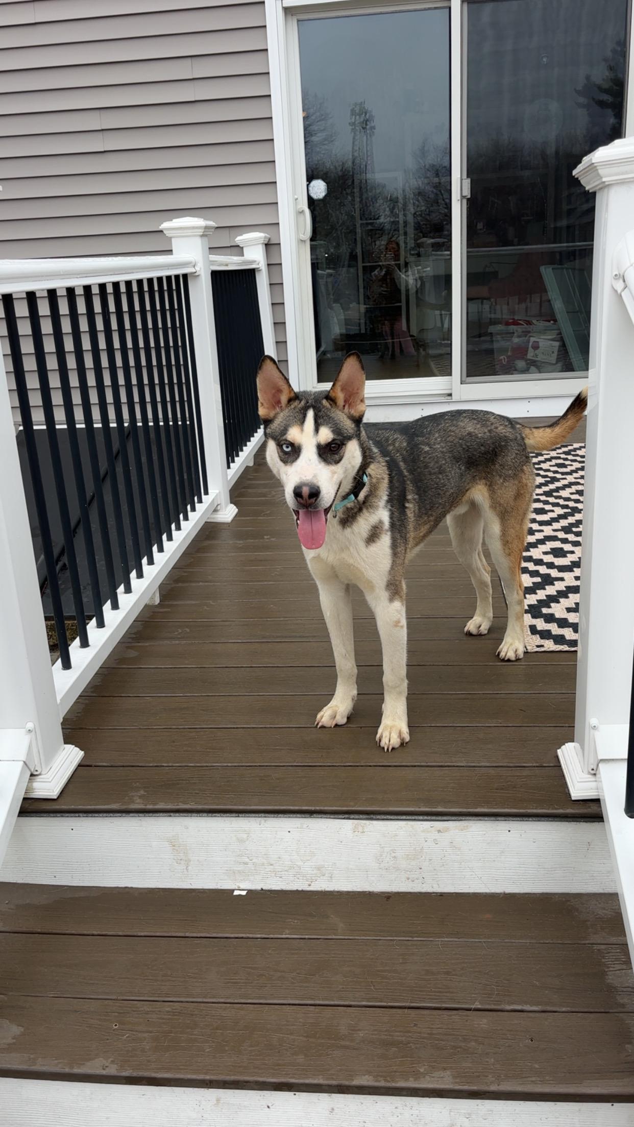 Luke, a ADOPTABLE Siberian Husky in Putnam, CT image 3/6