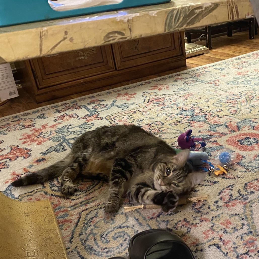 Bea Arthur, Adoptable, Senior Female Domestic Short Hair.