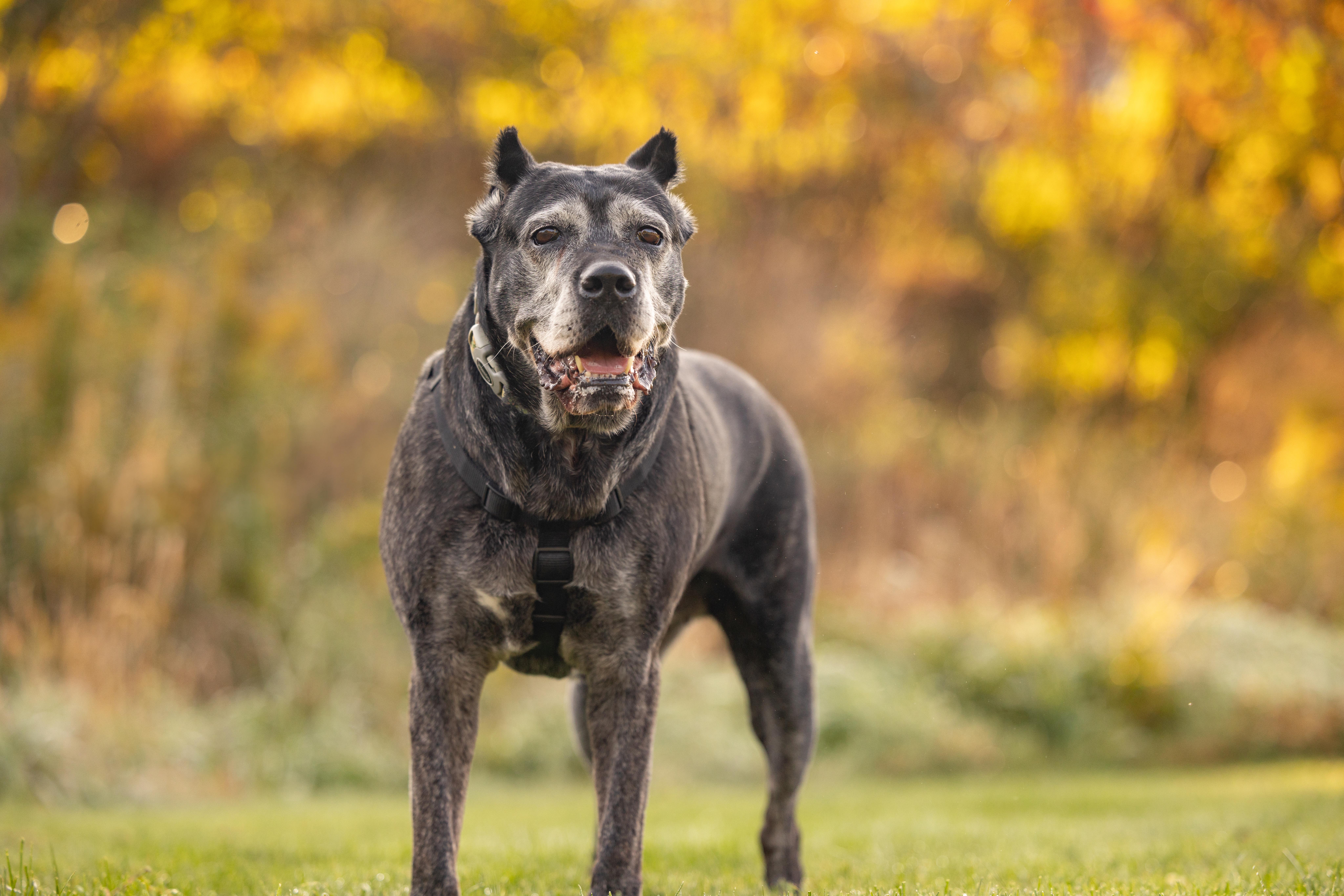 Enlarge Tess ~ The Sweetest Girl, a Adoptable Cane Corso in Northville, MI image 4/6