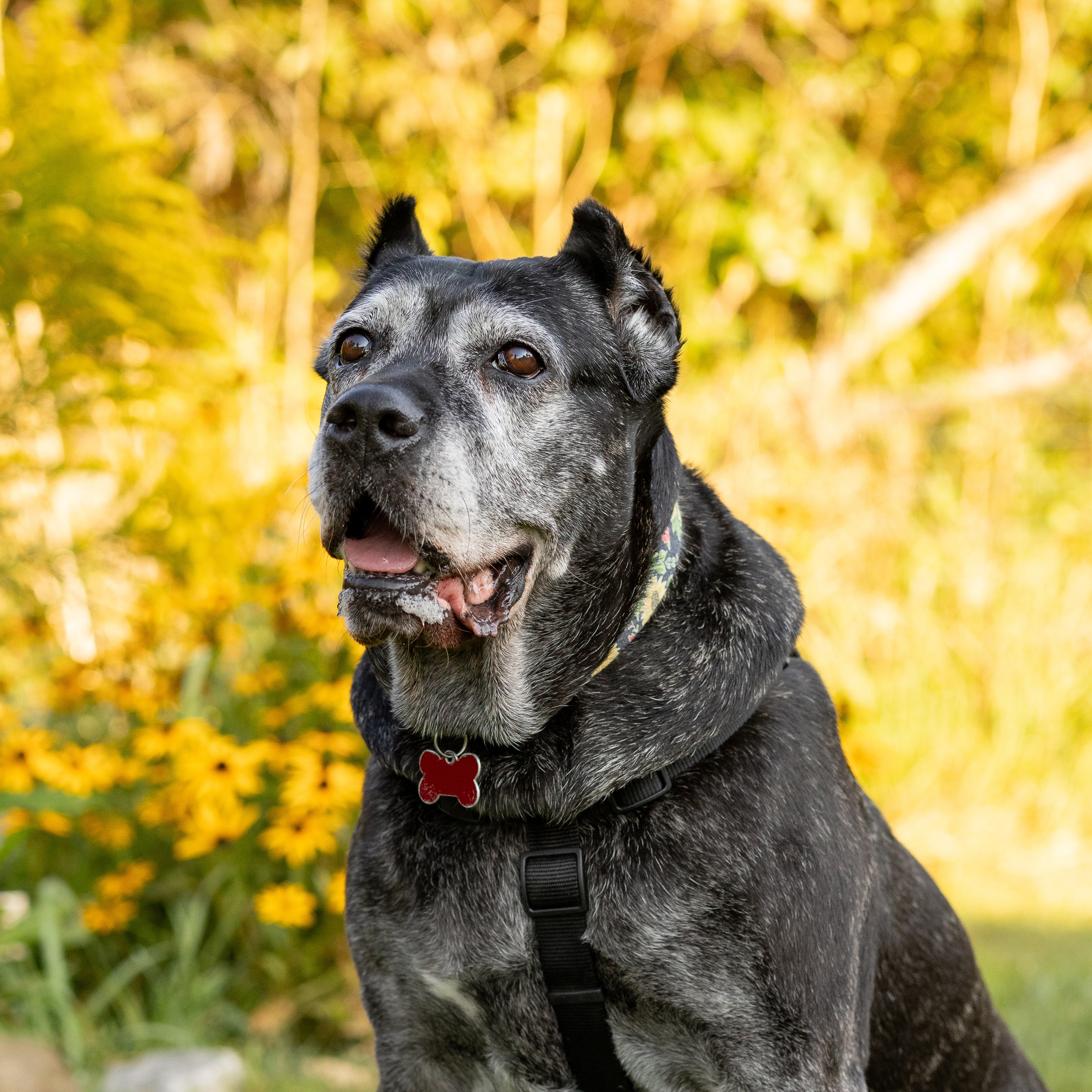 Enlarge Tess ~ The Sweetest Girl, a Adoptable Cane Corso in Northville, MI image 2/6