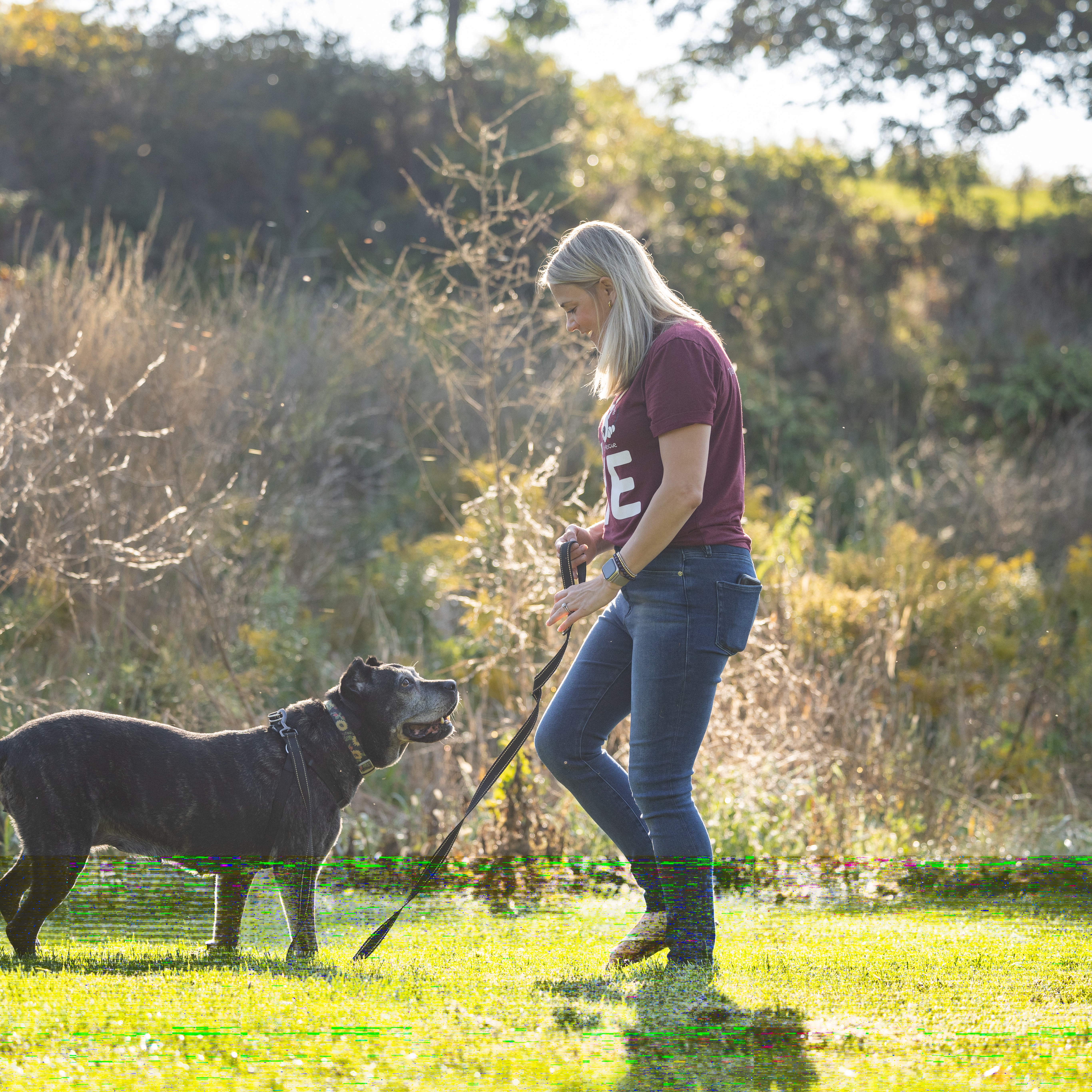 Enlarge Tess ~ The Sweetest Girl, a Adoptable Cane Corso in Northville, MI image 3/6