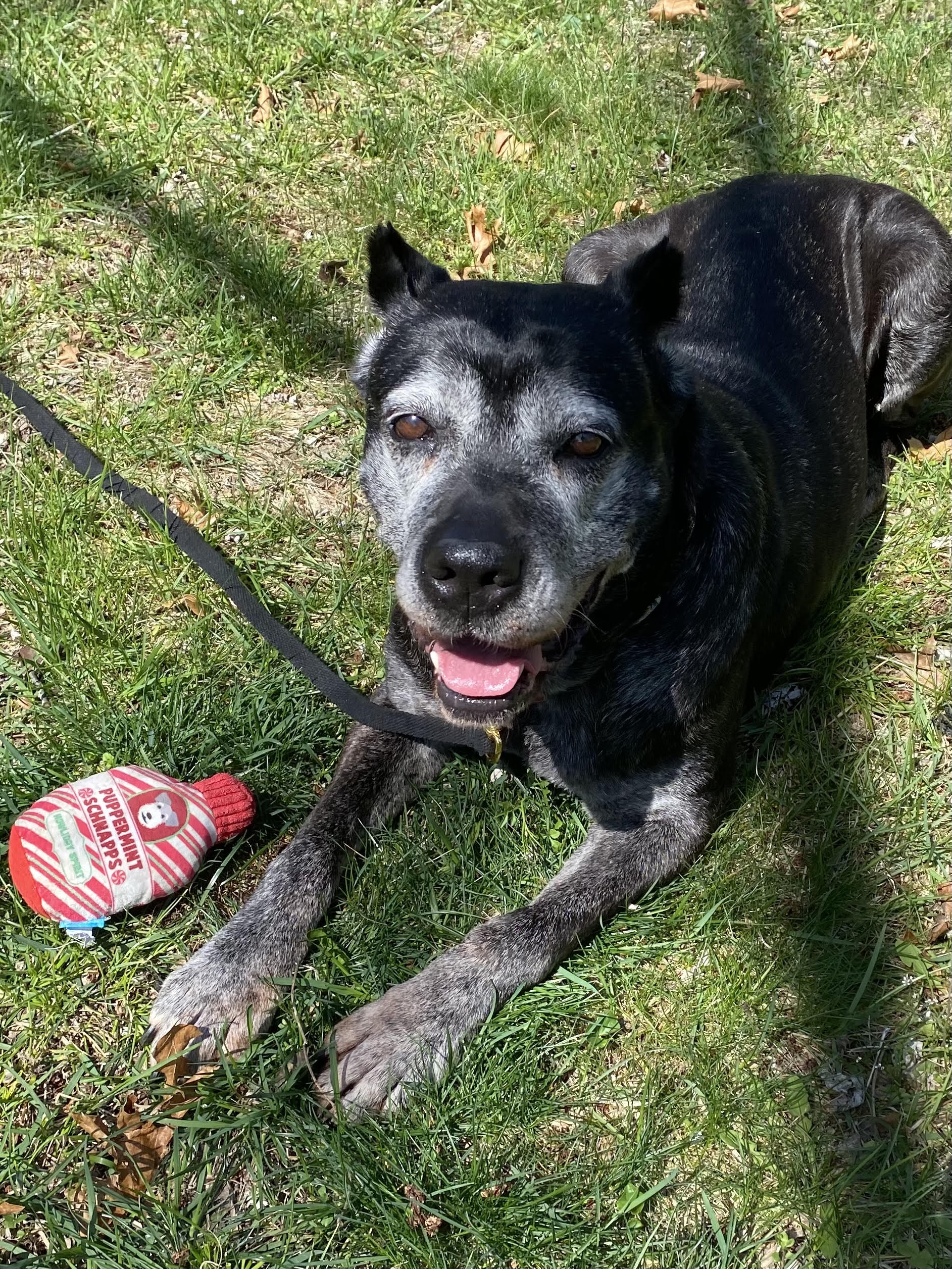 Enlarge Tess ~ The Sweetest Girl, a Adoptable Cane Corso in Northville, MI image 6/6