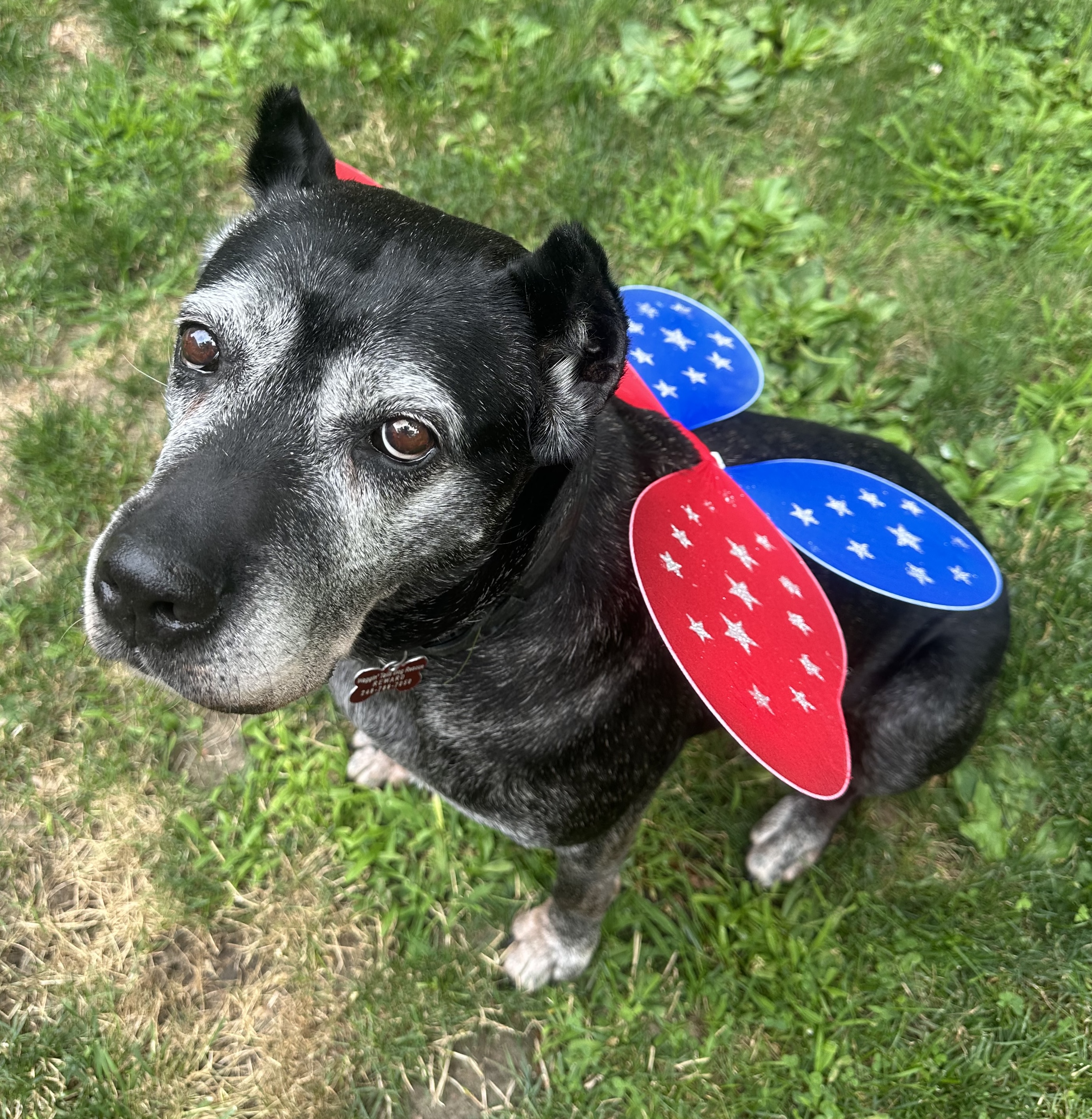 Enlarge Tess ~ The Sweetest Girl, a Adoptable Cane Corso in Northville, MI image 1/6