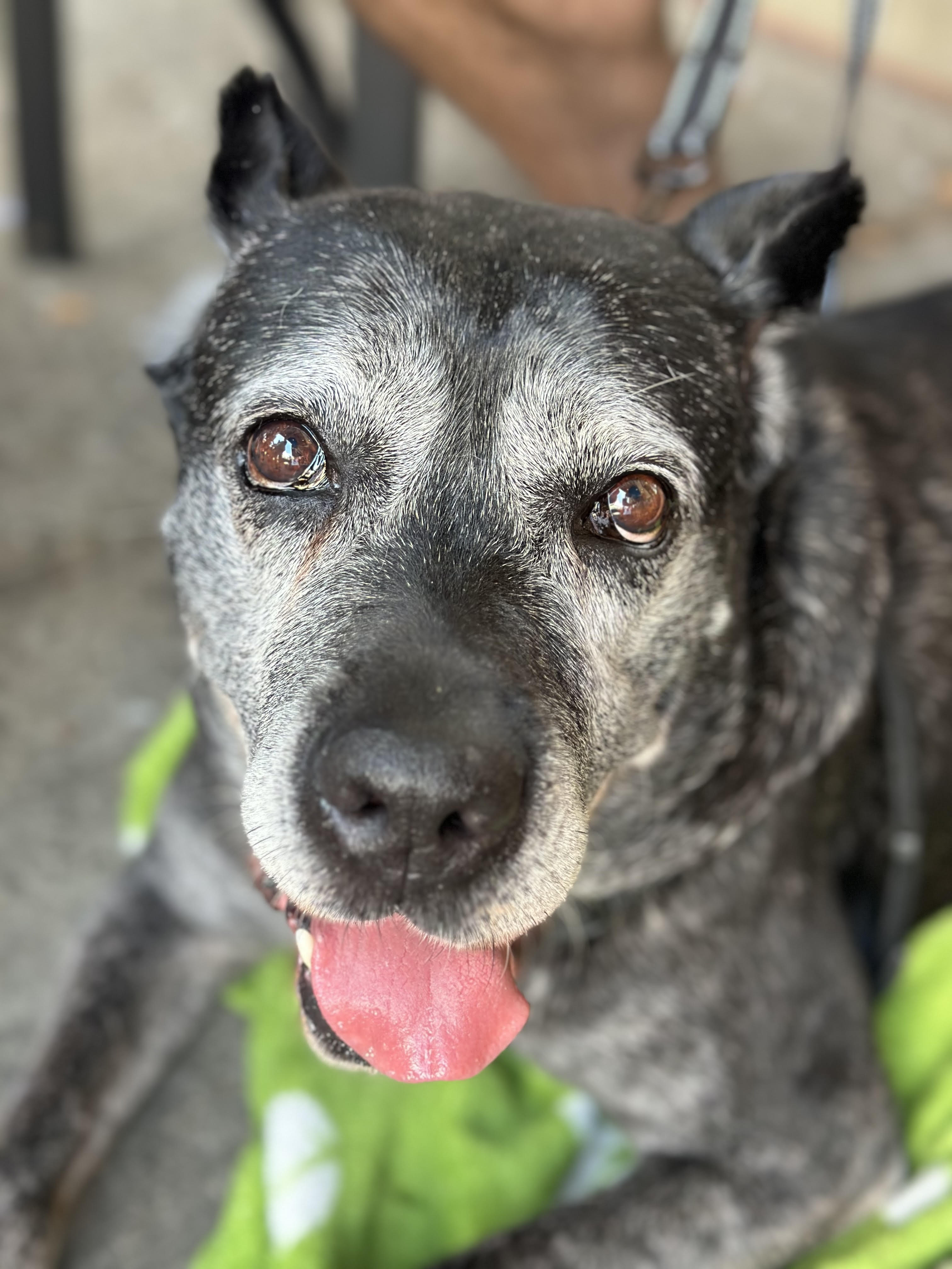 Enlarge Tess ~ The Sweetest Girl, a Adoptable Cane Corso in Northville, MI image 5/6