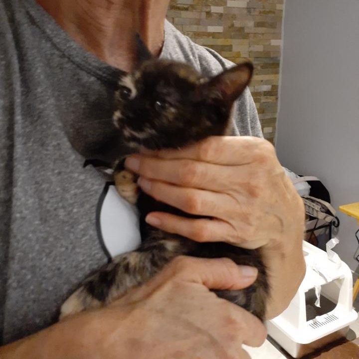 Laure, a ADOPTABLE Domestic Short Hair in Notre Dame de Grâce- Montreal, QC image 2/6