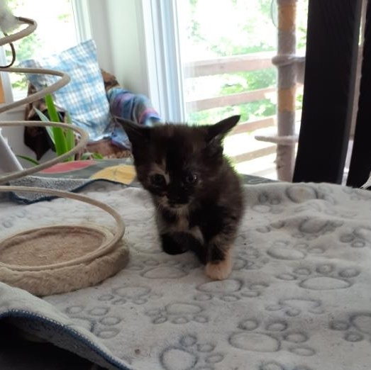 Laure, a ADOPTABLE Domestic Short Hair in Notre Dame de Grâce- Montreal, QC image 5/6