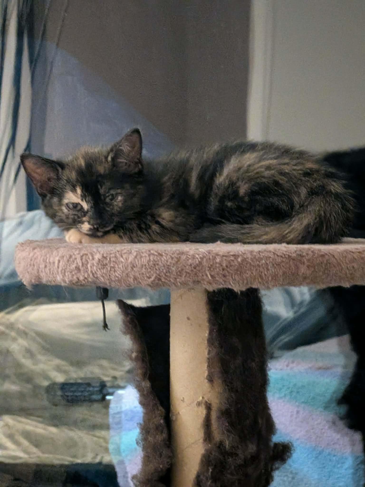 Laure, a ADOPTABLE Domestic Short Hair in Notre Dame de Grâce- Montreal, QC image 3/6