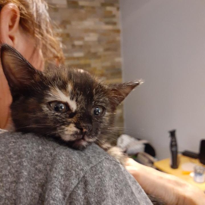 Laure, a ADOPTABLE Domestic Short Hair in Notre Dame de Grâce- Montreal, QC image 4/6