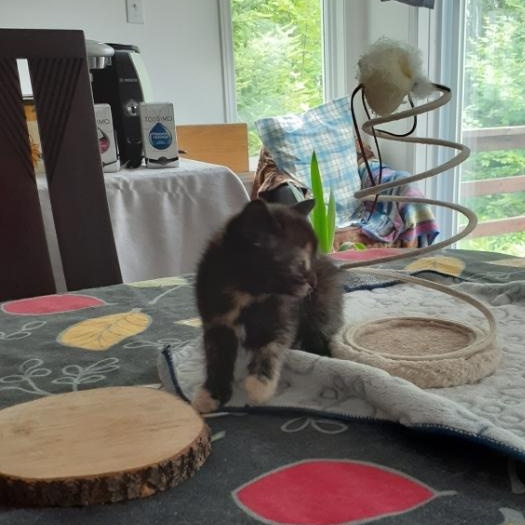 Laure, a ADOPTABLE Domestic Short Hair in Notre Dame de Grâce- Montreal, QC image 6/6