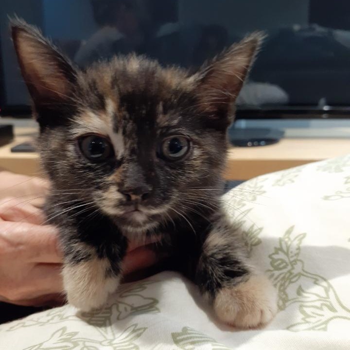 Laure, ADOPTABLE, Kitten Female Domestic Short Hair.