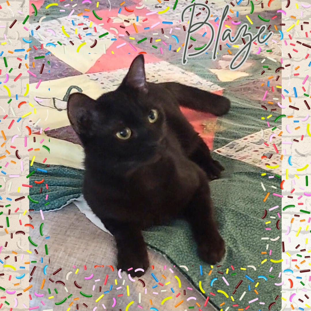 Blaze, a Adoptable Domestic Short Hair in Orange City, FL image 2/2