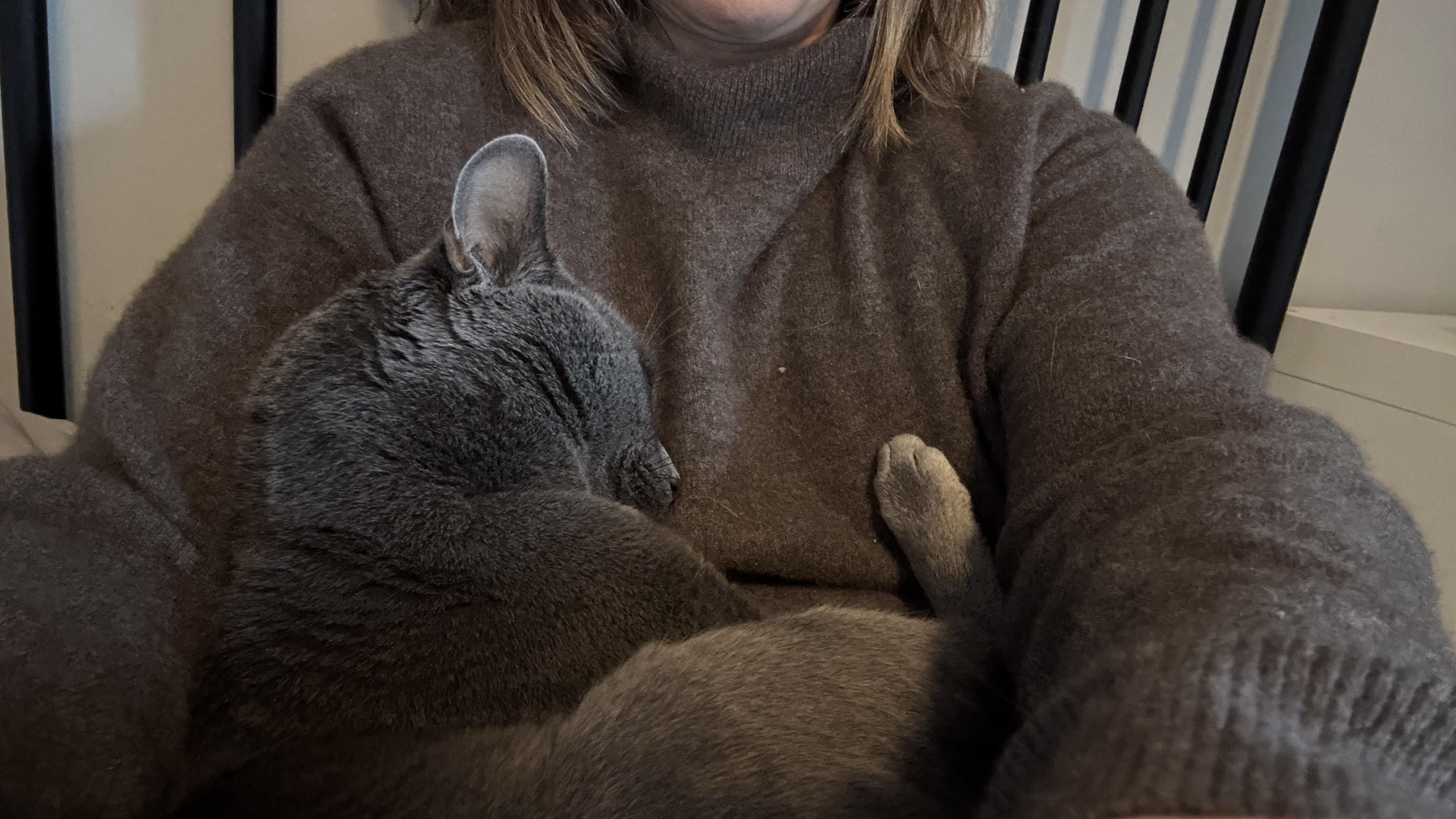 Enlarge Baby  (49700/4320), a ADOPTABLE Domestic Short Hair in Manassas, VA image 1/3