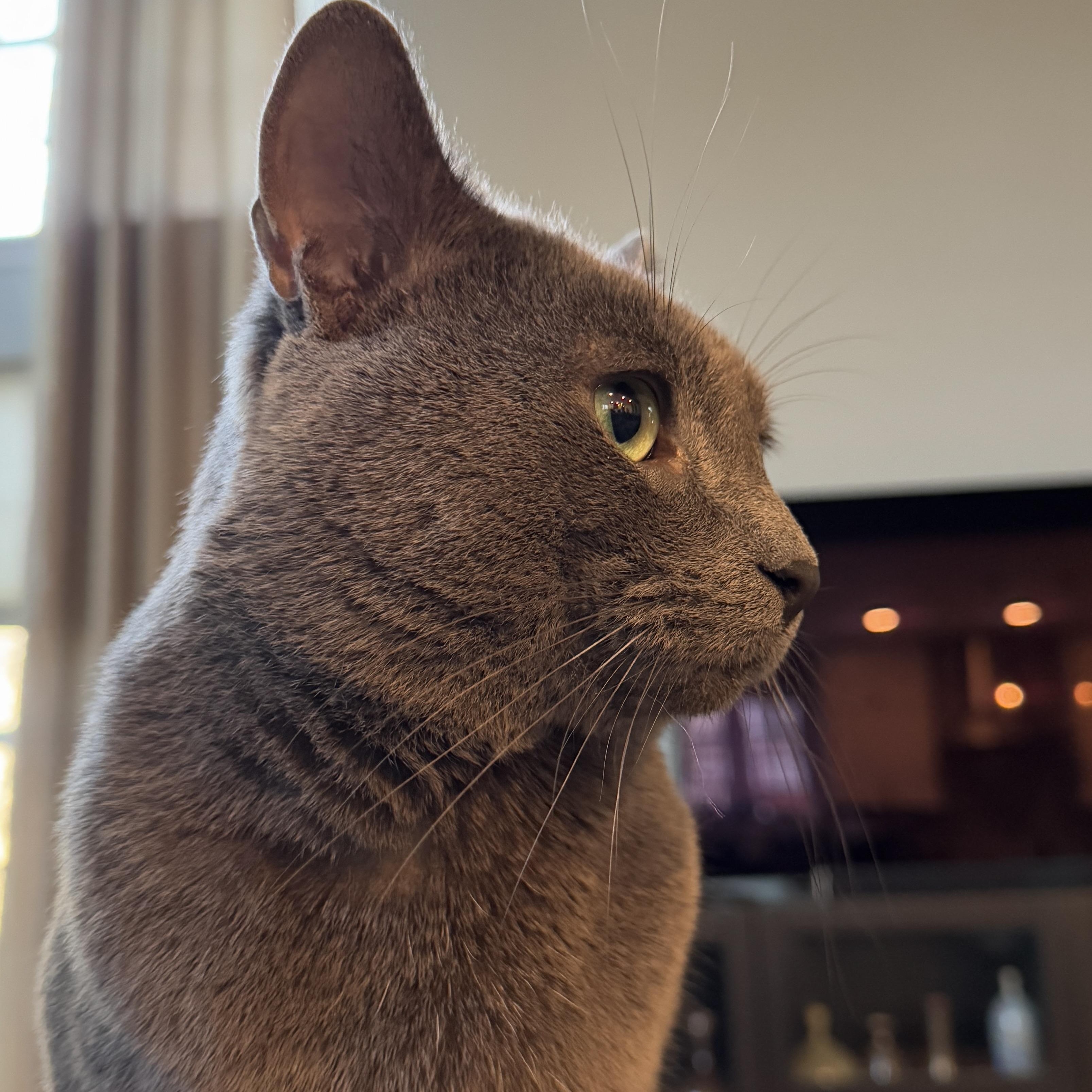 Enlarge Baby  (49700/4320), a ADOPTABLE Domestic Short Hair in Manassas, VA image 3/3