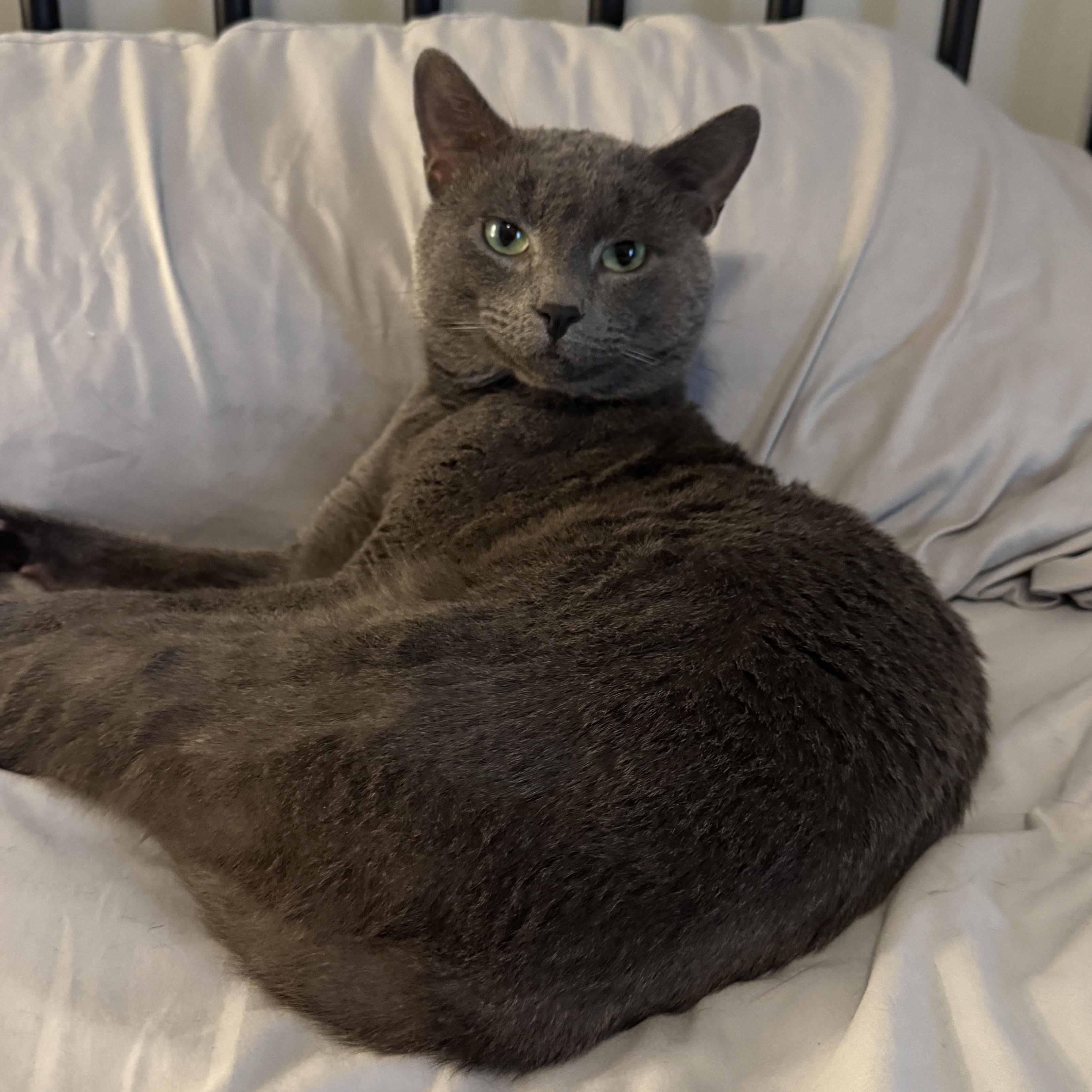 Enlarge Baby  (49700/4320), a ADOPTABLE Domestic Short Hair in Manassas, VA image 2/3