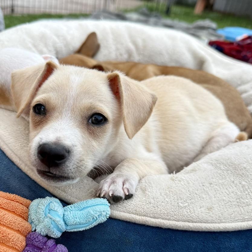 Tater - Costa Mesa Location *Available 9/27*, Adopted, Puppy Male Terrier & Dachshund.