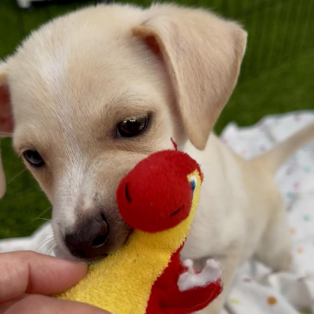 Enlarge Tater - Costa Mesa Location *Available 9/27*, a Adopted mixed breed in Chino Hills, CA image 2/6