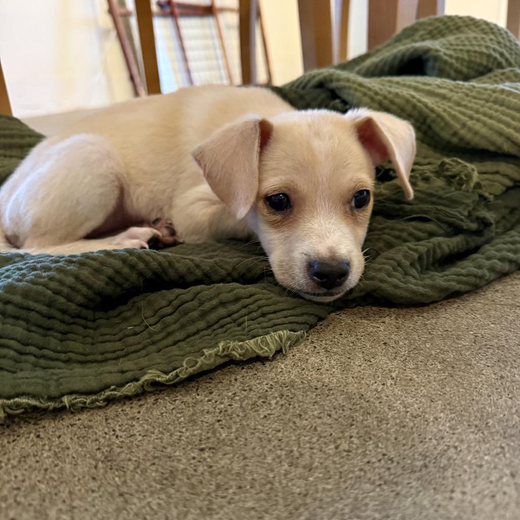 Enlarge Tater - Costa Mesa Location *Available 9/27*, a Adopted mixed breed in Chino Hills, CA image 3/6