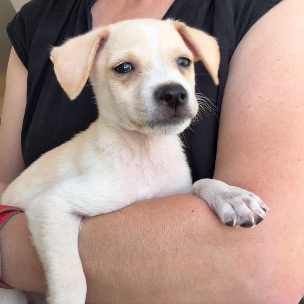 Enlarge Tater - Costa Mesa Location *Available 9/27*, a Adopted mixed breed in Chino Hills, CA image 4/6