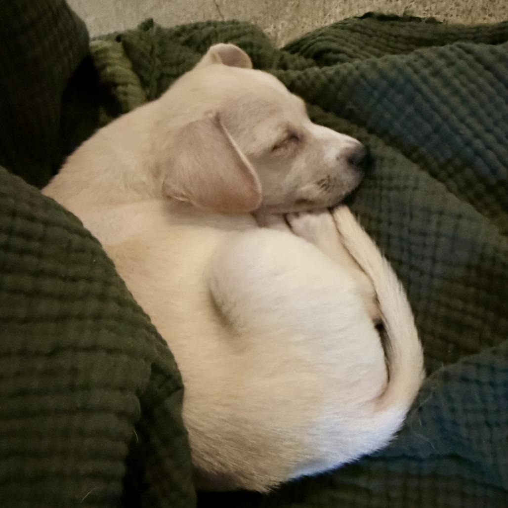 Enlarge Tater - Costa Mesa Location *Available 9/27*, a Adopted mixed breed in Chino Hills, CA image 5/6