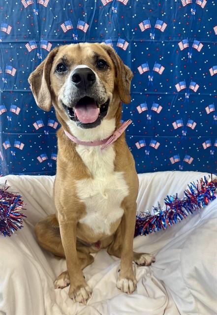 Enlarge BRADY, a Adoptable mixed breed in Kalamazoo, MI image 1/1
