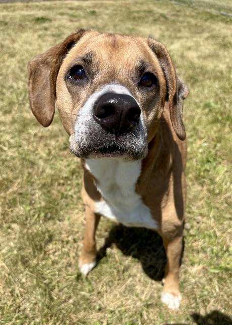 BRADY, Adoptable, Adult Male Beagle & Mixed Breed.
