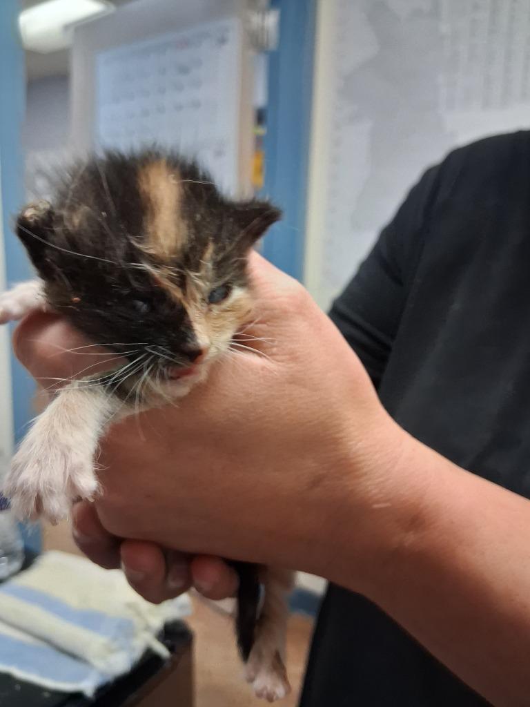 Jayna, Adoptable, Kitten Female Domestic Short Hair.