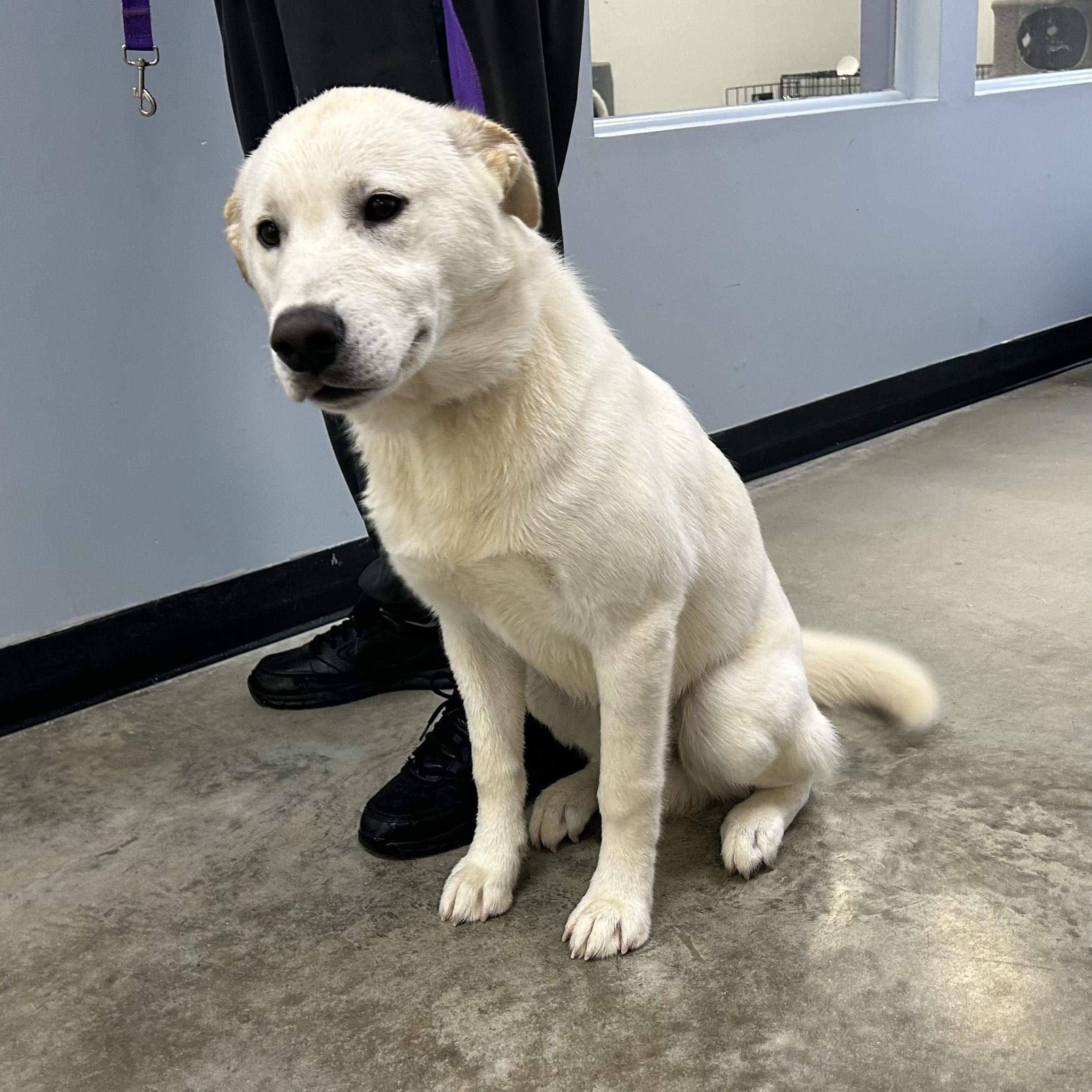 THOR, an adoptable mixed breed in Wilmington, OH image 1/2