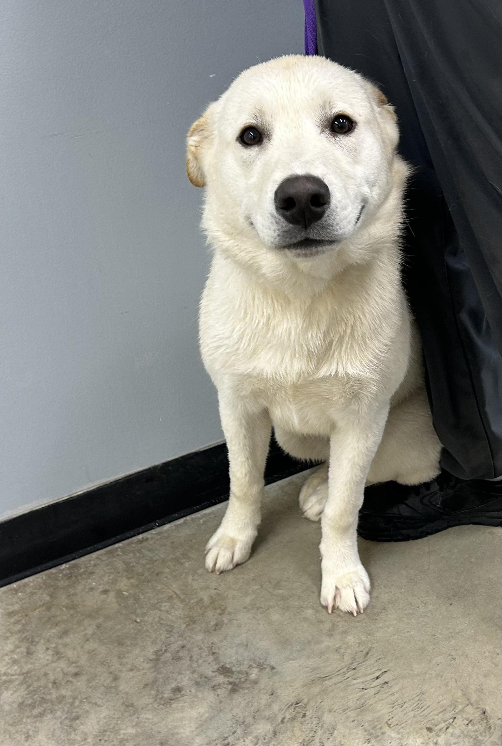 THOR, an adoptable mixed breed in Wilmington, OH image 2/2