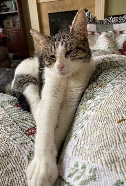 Francine, Adoptable, Adult Female Domestic Short Hair.