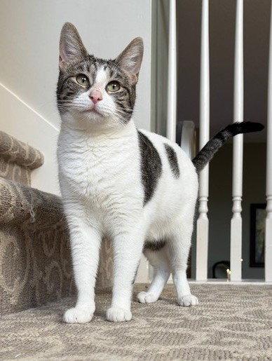 Enlarge Francine, a Adoptable Domestic Short Hair in Shawnee, KS image 2/3