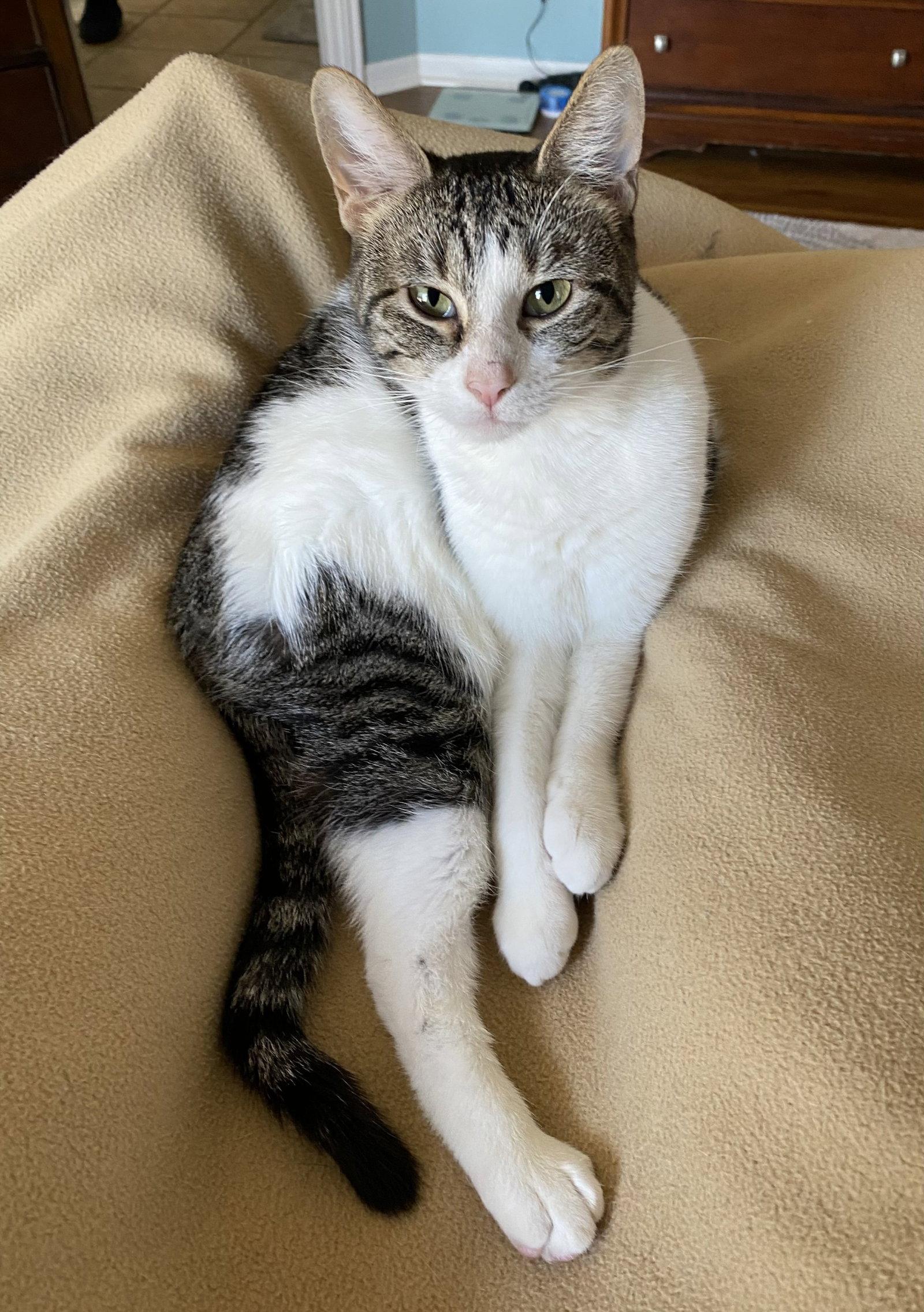 Enlarge Francine, a Adoptable Domestic Short Hair in Shawnee, KS image 3/3