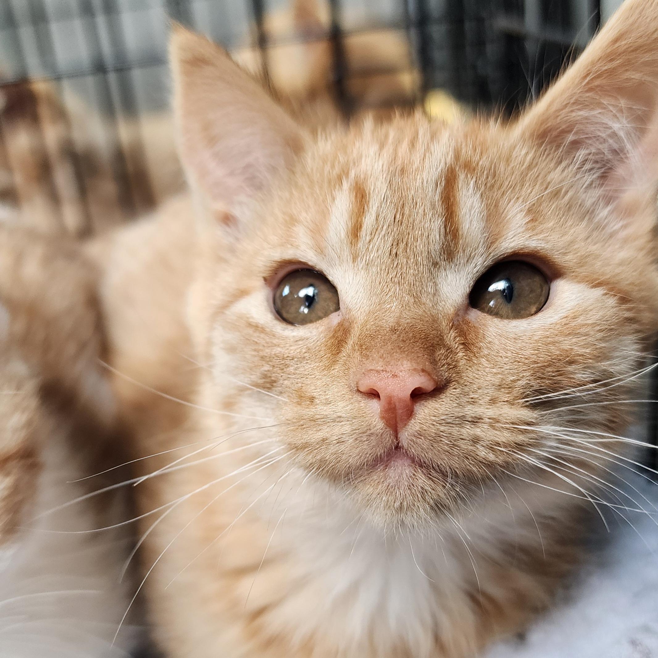 Enlarge Belka, an adopted Domestic Short Hair in Ely, MN image 1/2
