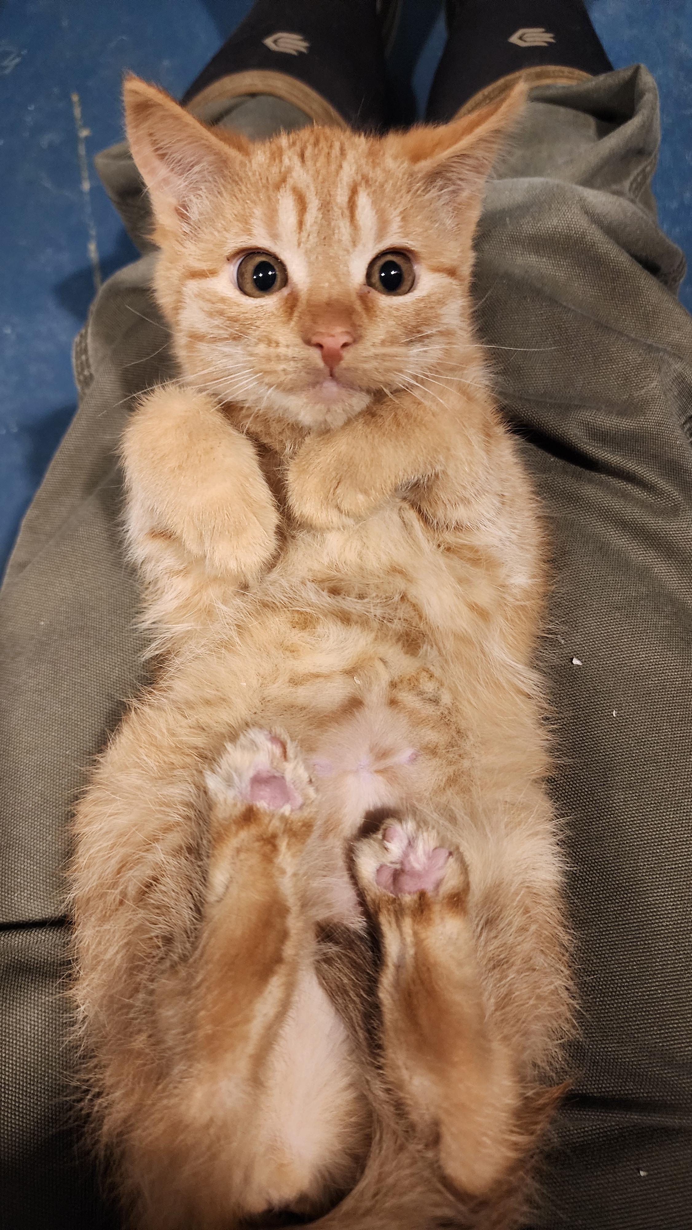 Enlarge Belka, an adopted Domestic Short Hair in Ely, MN image 2/2