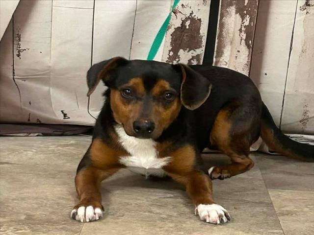 CAPTAIN CRUNCH, Adoptable, Young Male Beagle & Parson Russell Terrier.