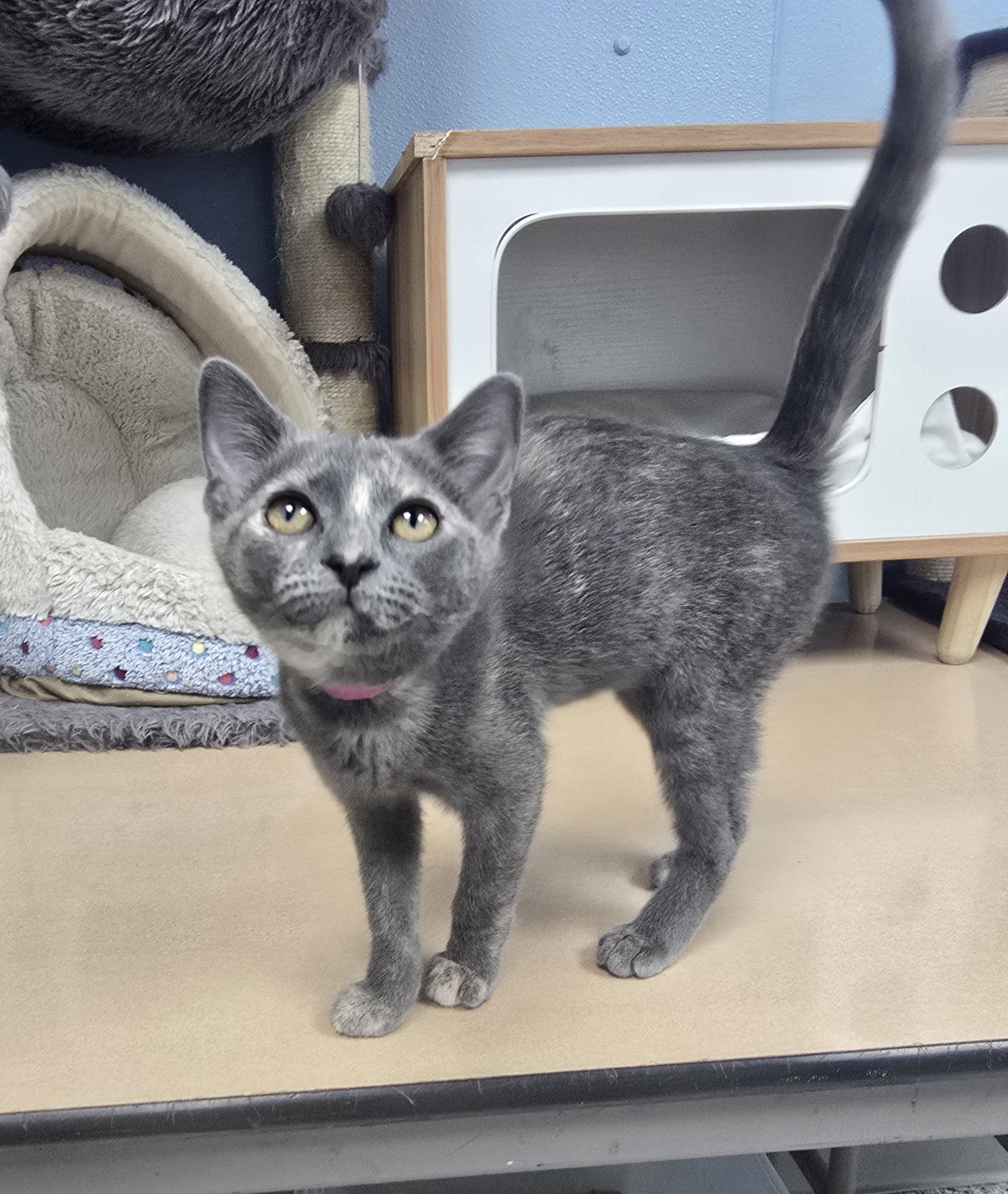 Ash, adopted, Kitten Female Domestic Short Hair.