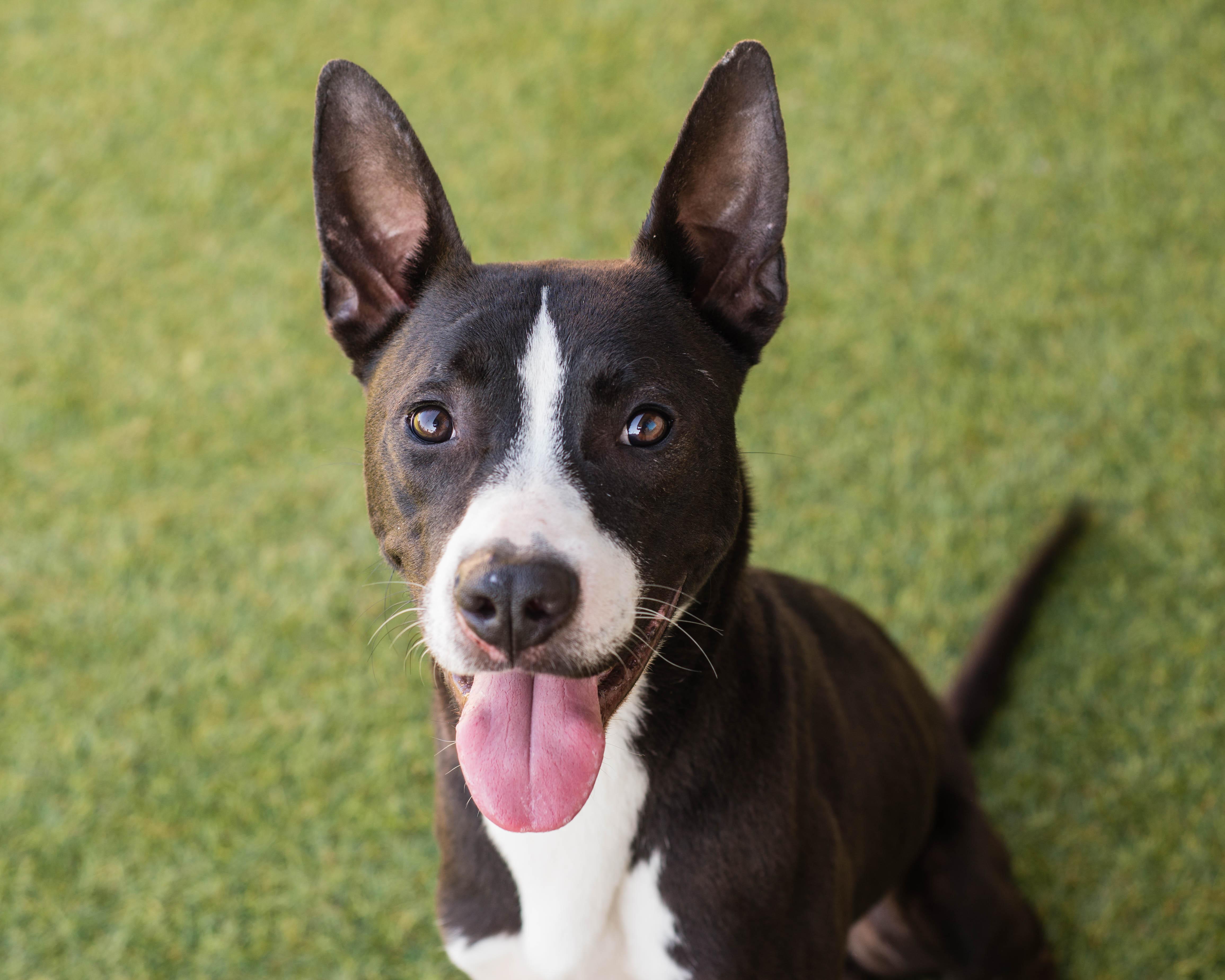 Bogart, Adoptable, Adult Male American Staffordshire Terrier & Greyhound.