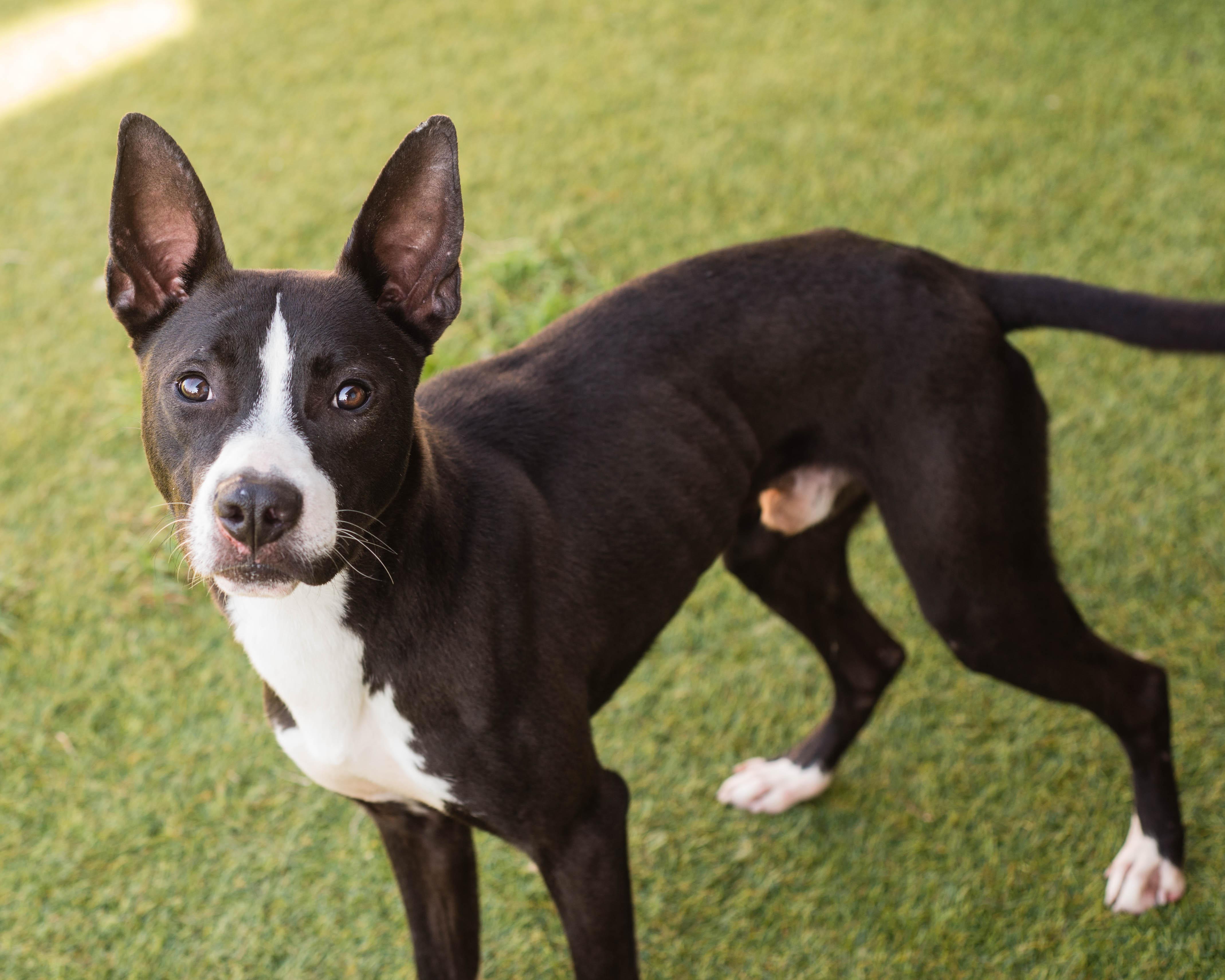 Enlarge Bogart, a Adoptable mixed breed in Mont Belvieu, TX image 2/3