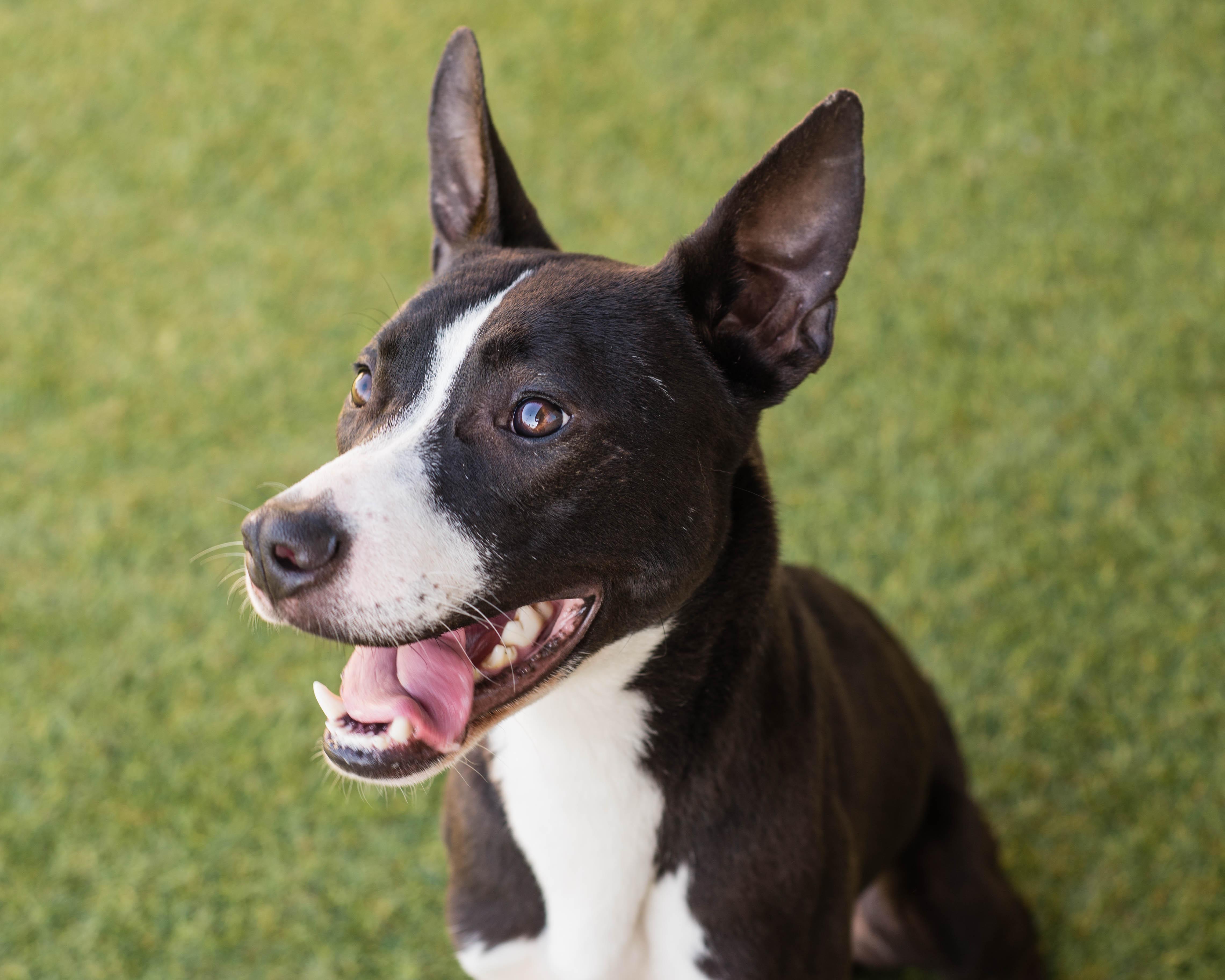 Enlarge Bogart, a Adoptable mixed breed in Mont Belvieu, TX image 3/3