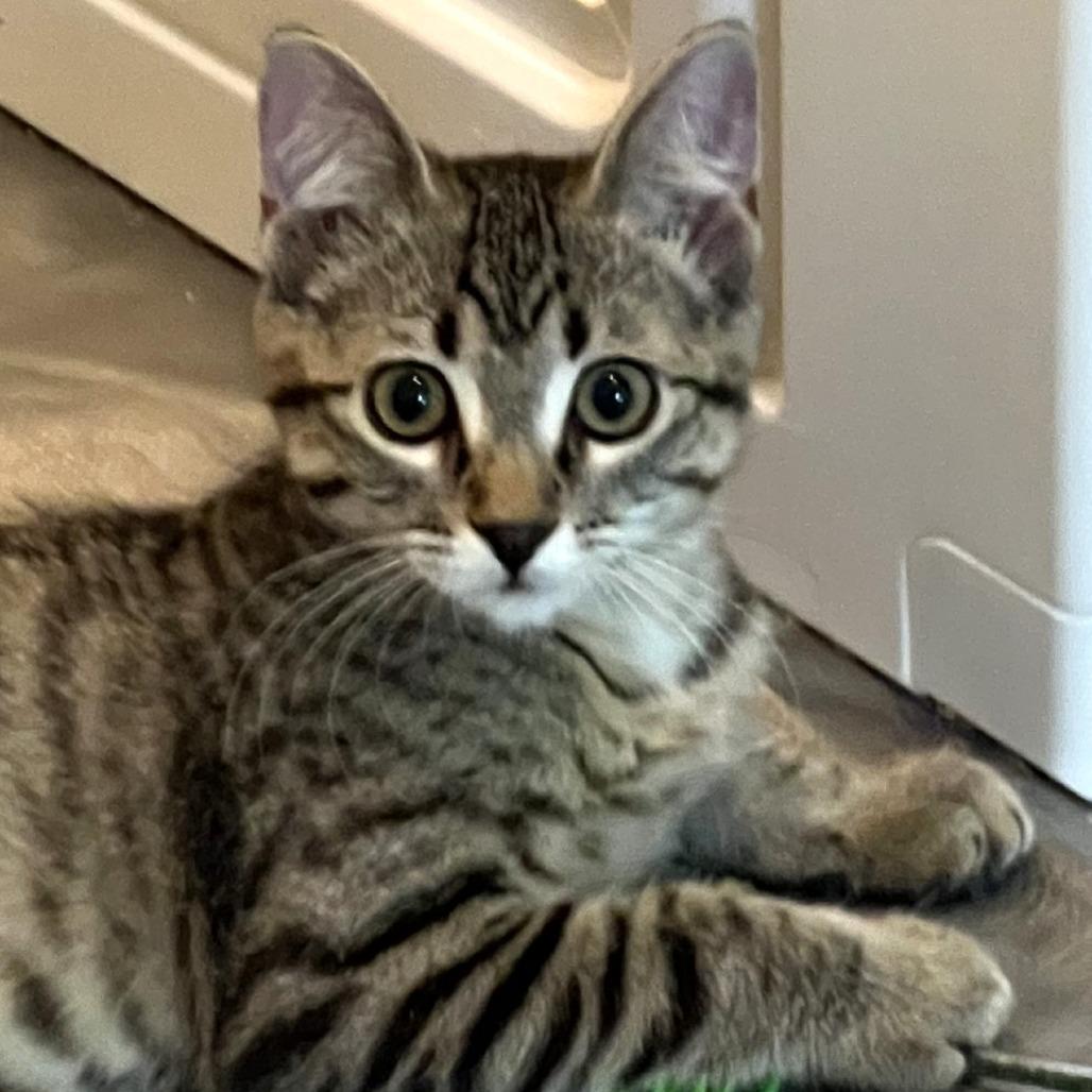 Enlarge Mopple, a Adoptable Domestic Short Hair in Cedar Rapids, IA image 1/6