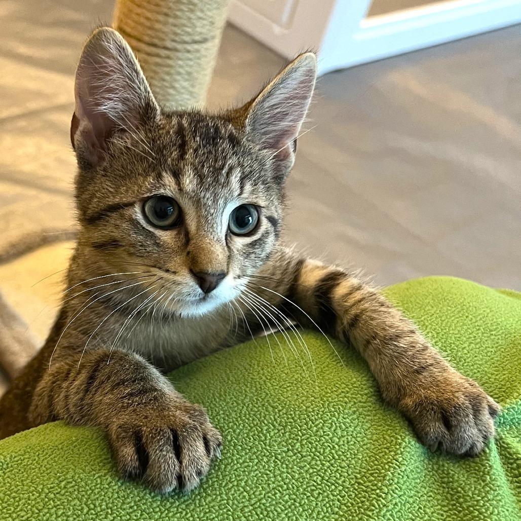 Enlarge Mopple, a Adoptable Domestic Short Hair in Cedar Rapids, IA image 3/6