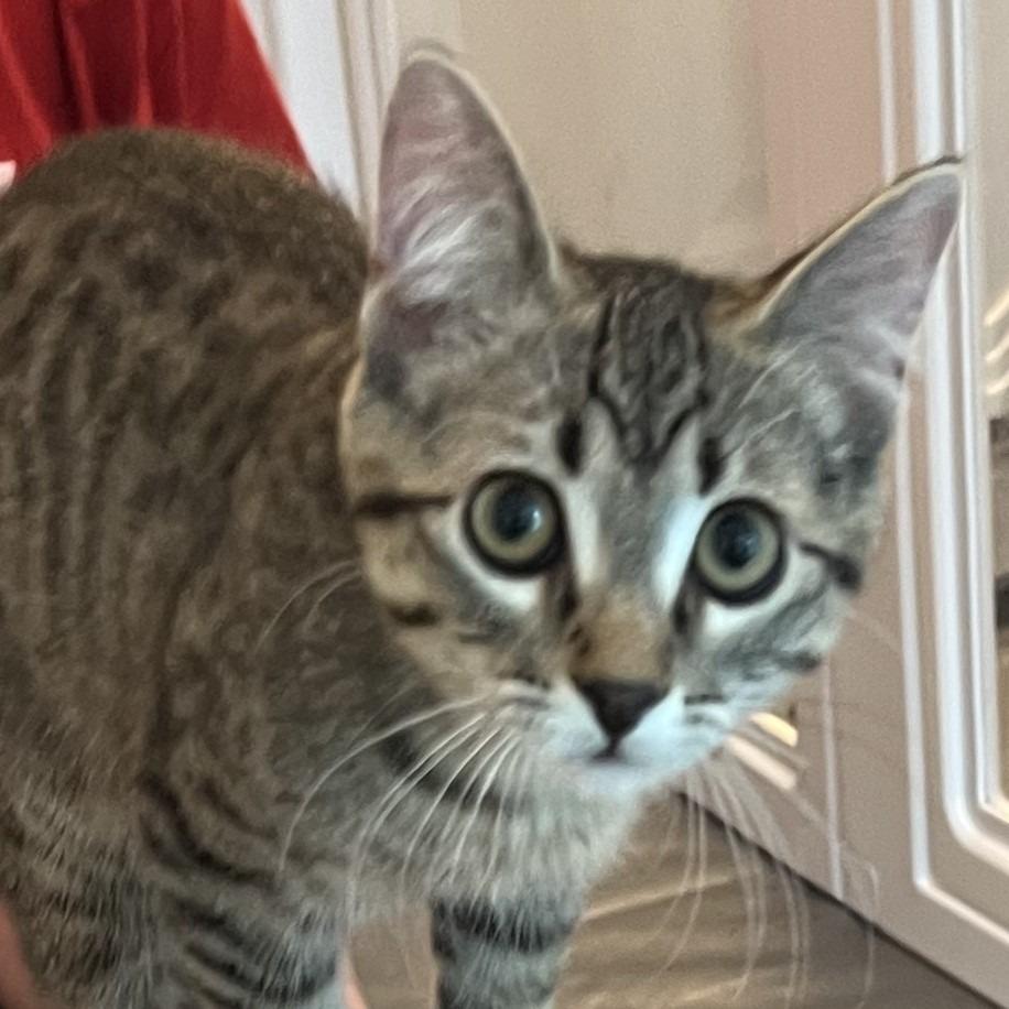 Enlarge Mopple, a Adoptable Domestic Short Hair in Cedar Rapids, IA image 4/6