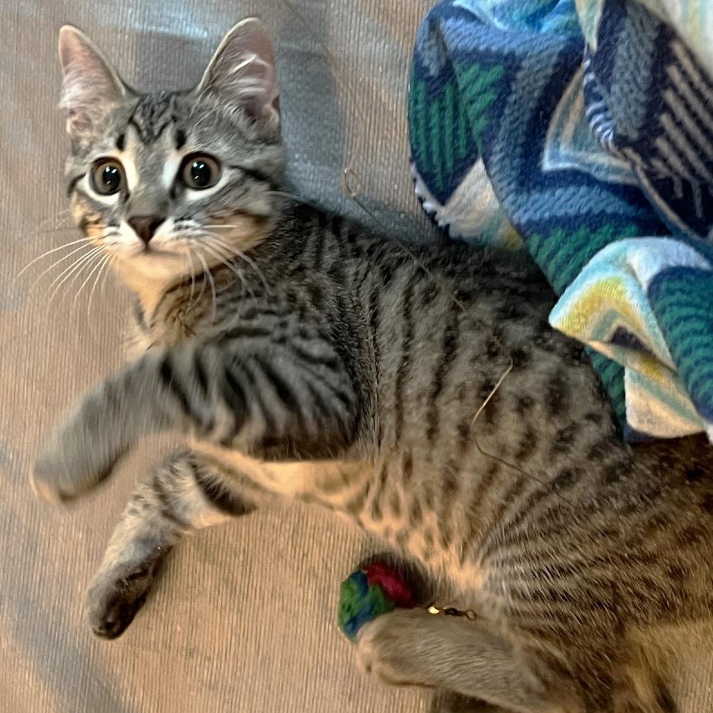 Enlarge Mopple, a Adoptable Domestic Short Hair in Cedar Rapids, IA image 5/6