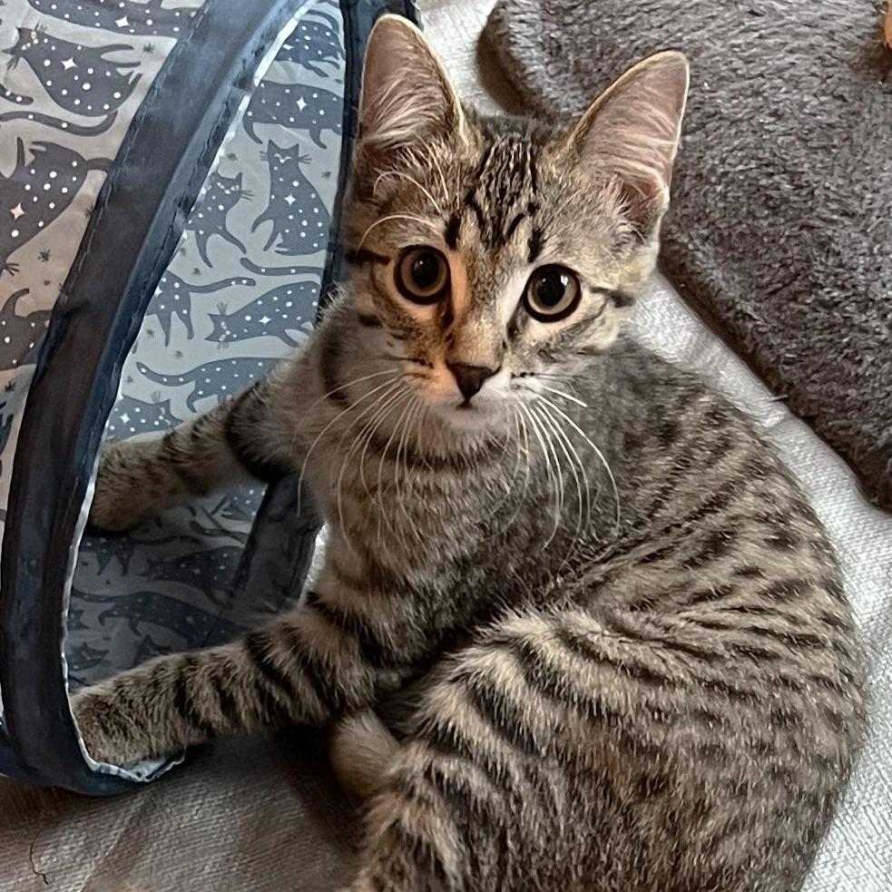 Enlarge Mopple, a Adoptable Domestic Short Hair in Cedar Rapids, IA image 6/6