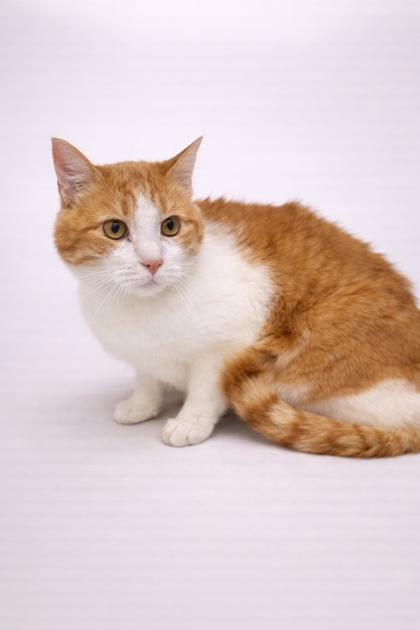 Enlarge BB, a Adoptable mixed breed in Kalispell, MT image 1/1