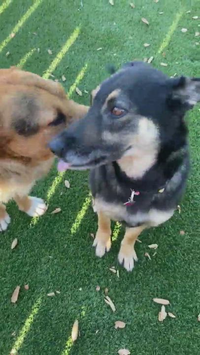 Enlarge Gracie, a Adopted mixed breed in ATASCADERO, CA video 4/7